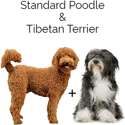 Ttoodle Dog